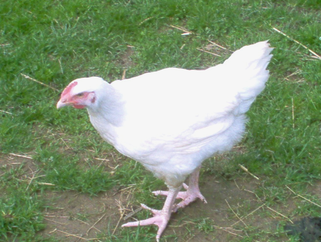 20050416 A YOUNG WHITE.jpg - IM000257.JPG